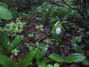 white lady slipper and trout lillies