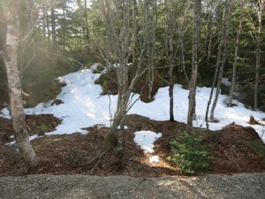 can you see the rabbit?