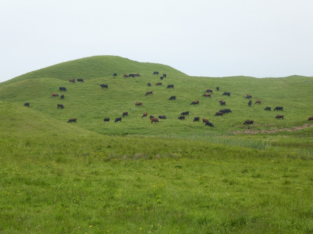 the Canadian cattle breed grazing the hillside